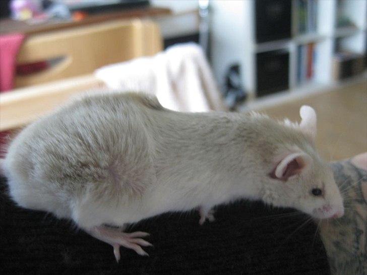 Mus VM's "KevJumba" R.I.P. - KevJumba, ca 6 uger billede 11