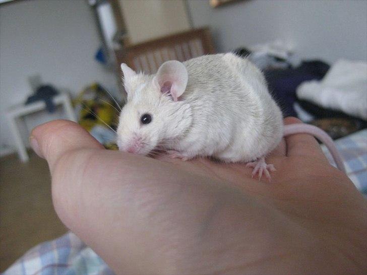 Mus VM's "KevJumba" R.I.P. - KevJumba, ca 6 uger billede 9