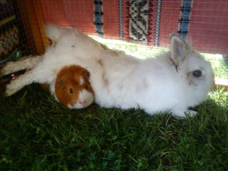 Kanin Snupti billede 19