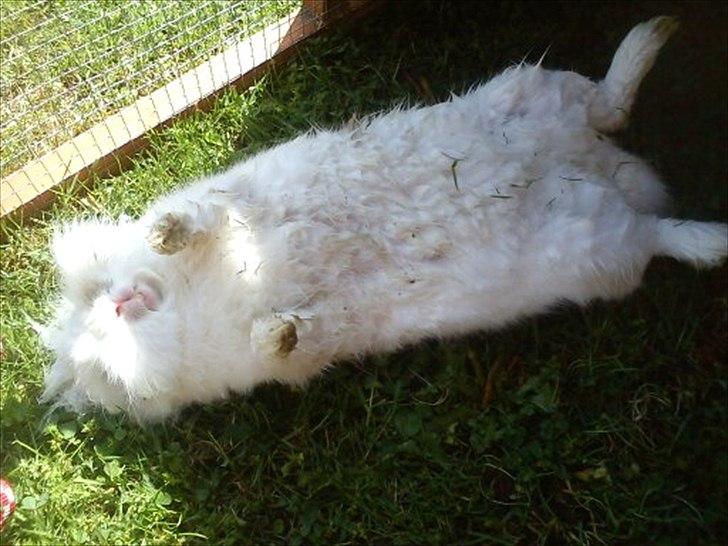 Kanin Snupti billede 20