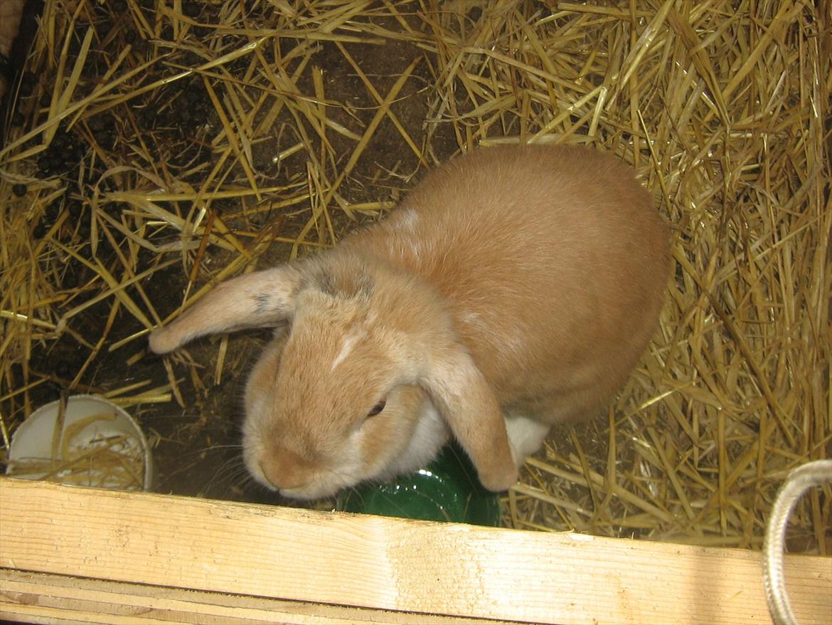 Kanin Makayas prinsesse  billede 11