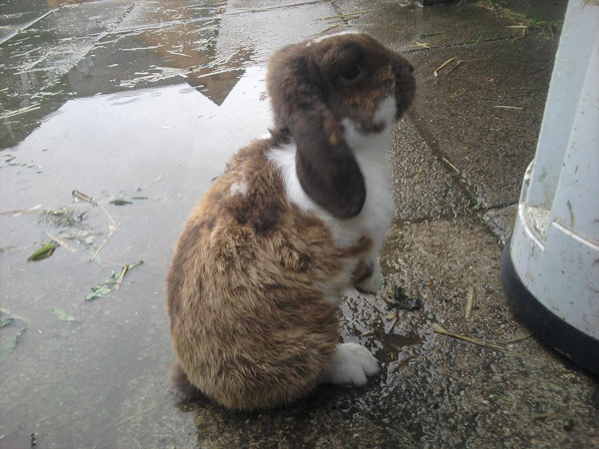 Kanin Tillas Zeus billede 12