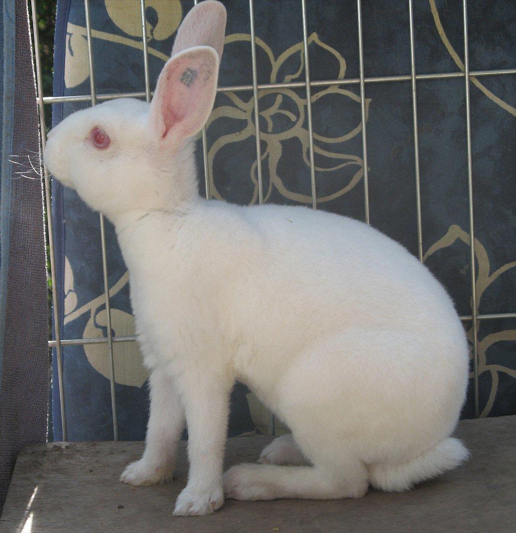 Kanin Mommios Classiá - Classicá 11 uger gammel :) billede 1