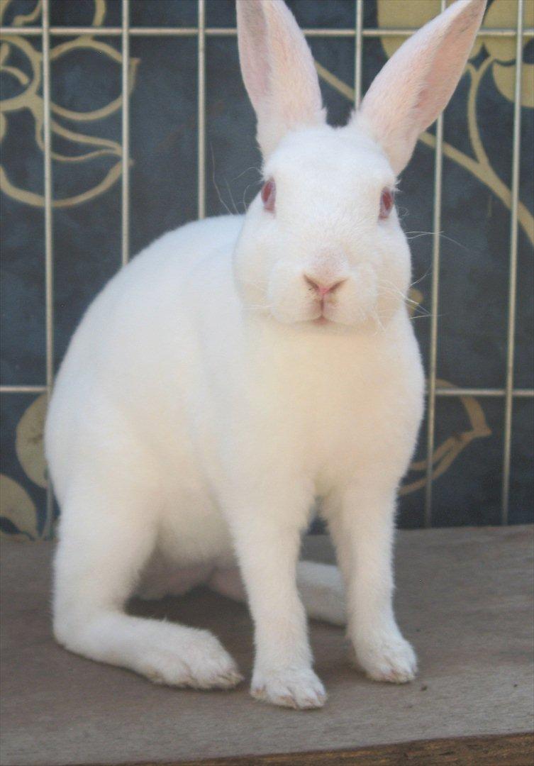 Kanin Mommios Classiá billede 2