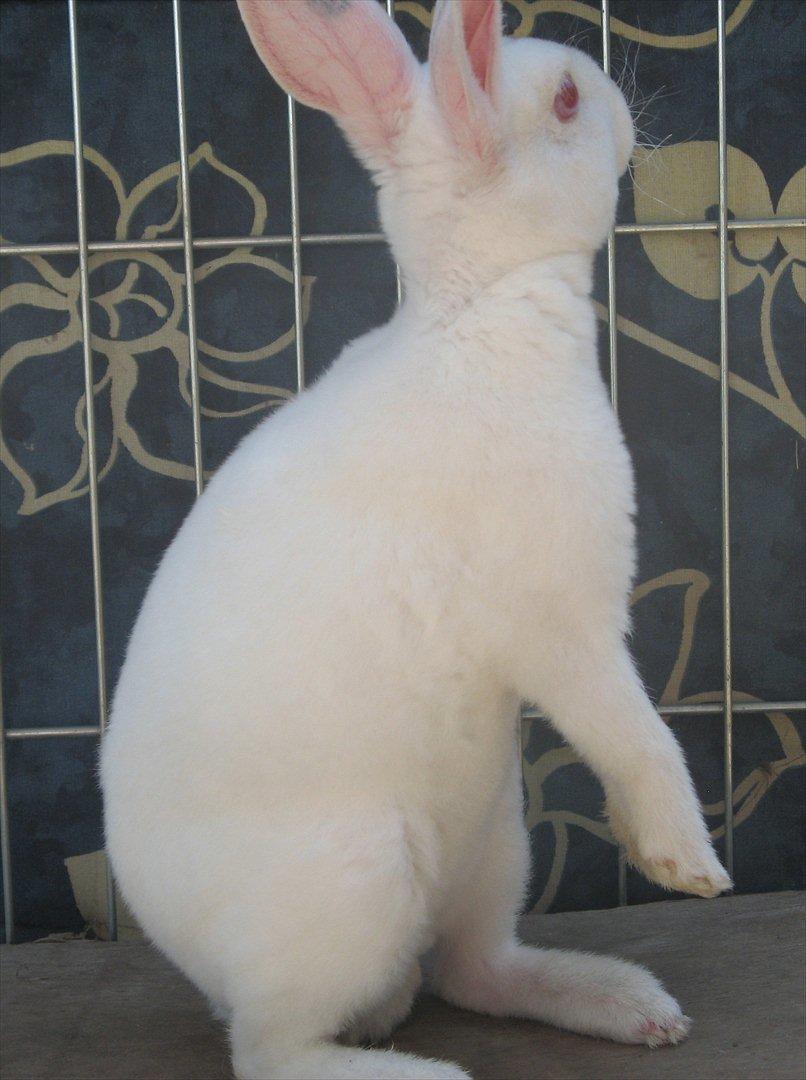 Kanin Mommios Classiá billede 3