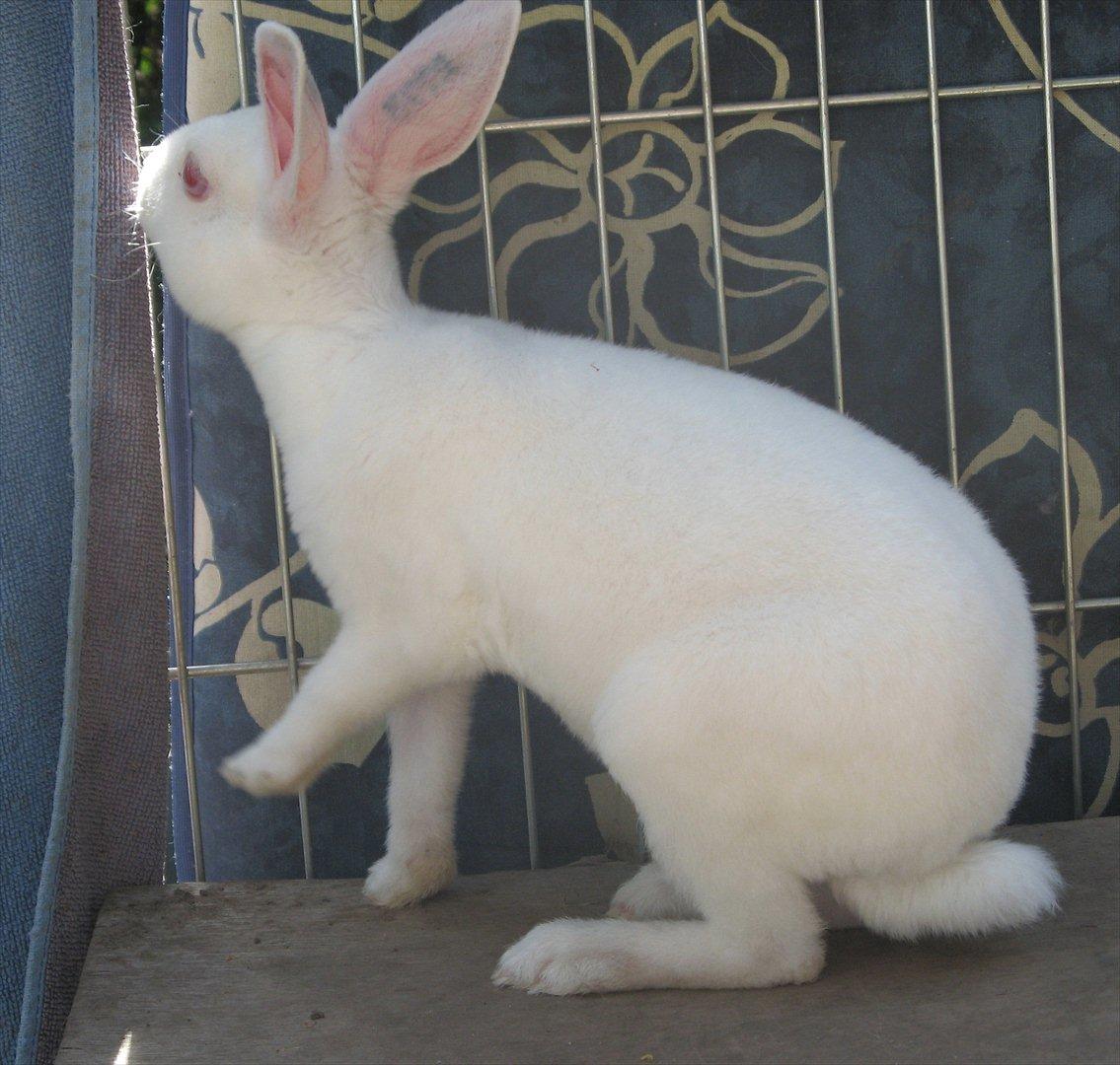 Kanin Mommios Classiá billede 4