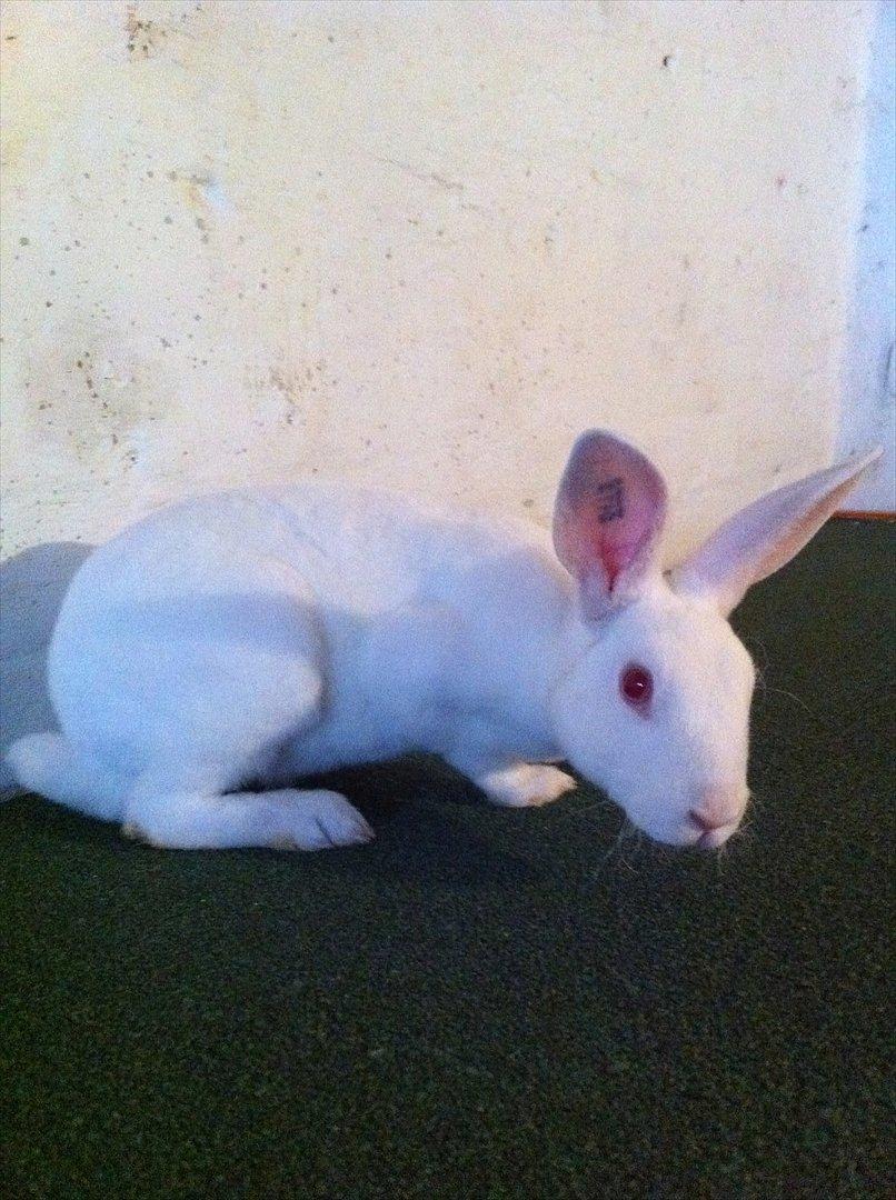 Kanin Mommios Classiá - 4 mdr gammel og udforsker forsigtigt sine nye omgivelser.. billede 5