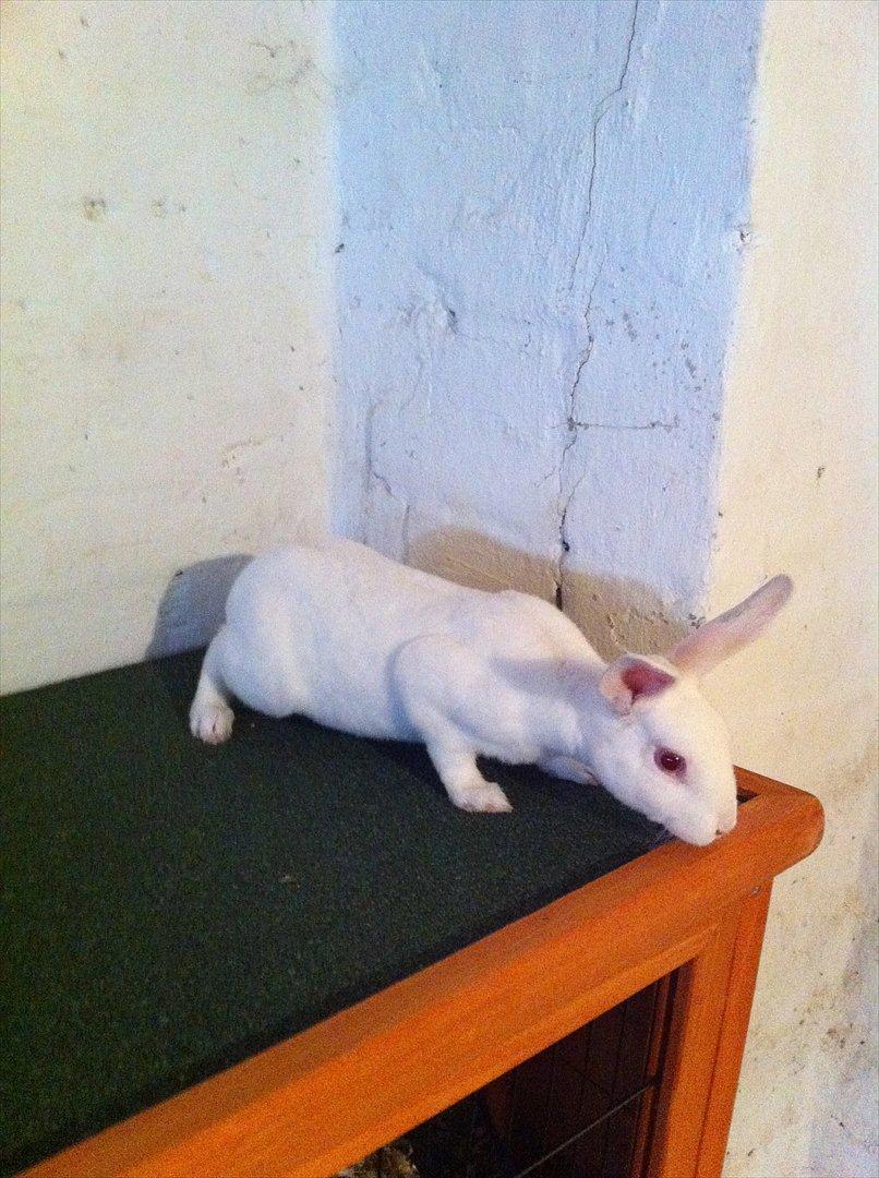 Kanin Mommios Classiá - uuuh, der er lidt langt ned! :p billede 6