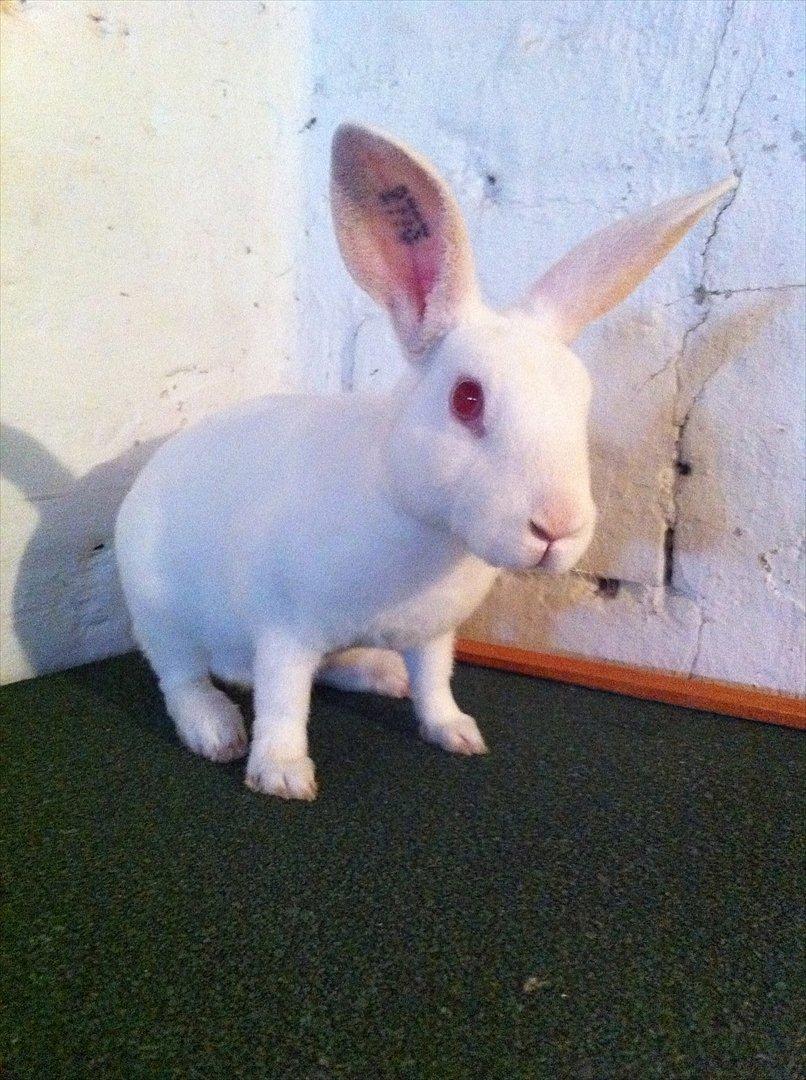 Kanin Mommios Classiá billede 7