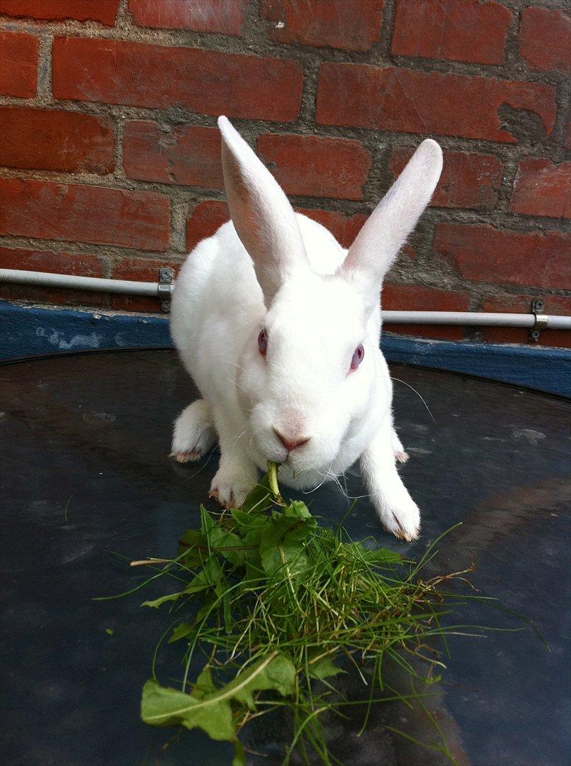 Kanin Mommios Classiá billede 8