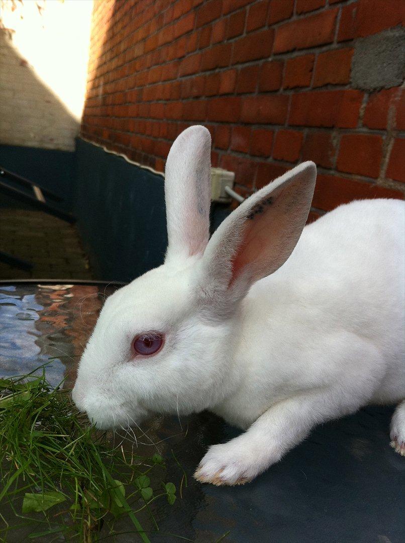 Kanin Mommios Classiá billede 9