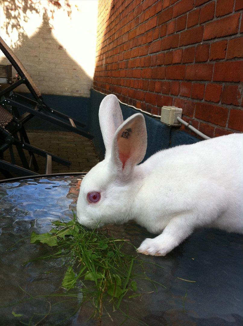 Kanin Mommios Classiá billede 10