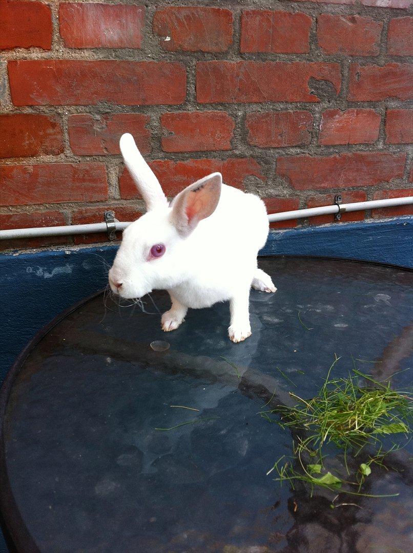 Kanin Mommios Classiá billede 11