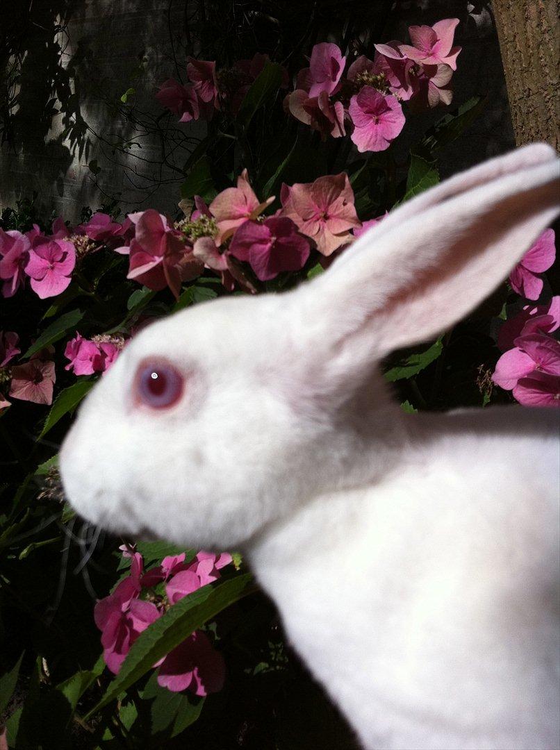 Kanin Mommios Classiá - Se detaljen: Øjnene matcher blomsterne i baggrunden ;) hehe.. billede 12