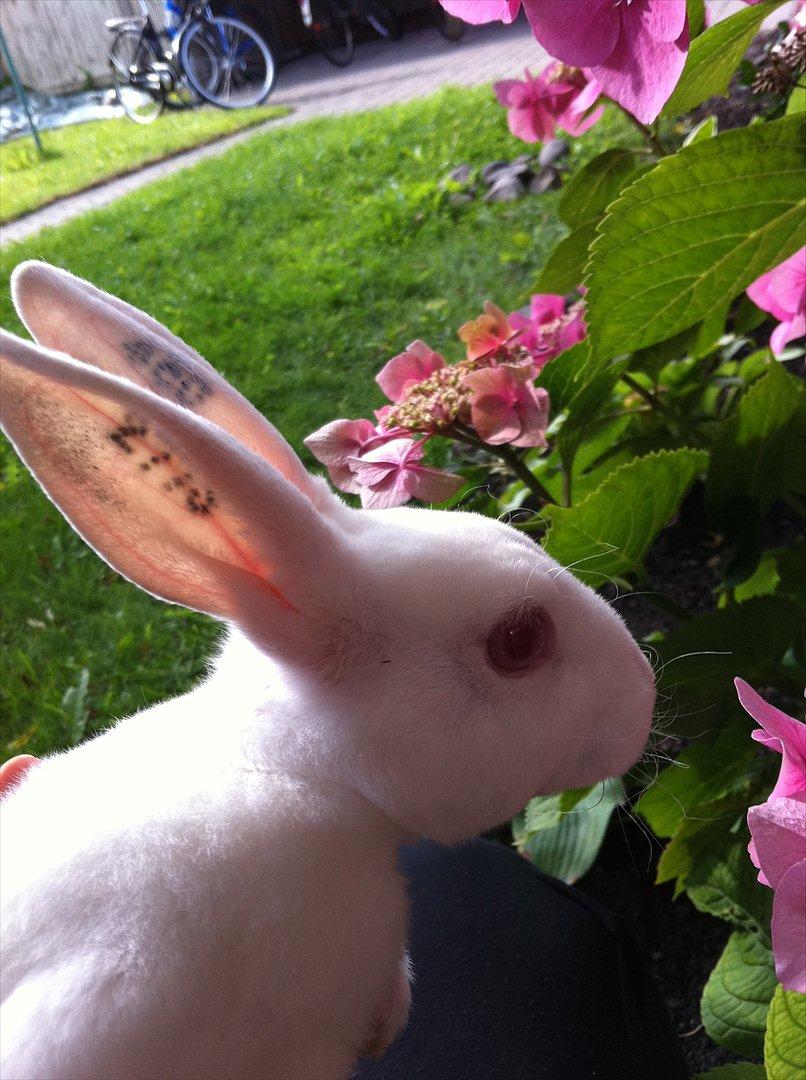 Kanin Mommios Classiá billede 13