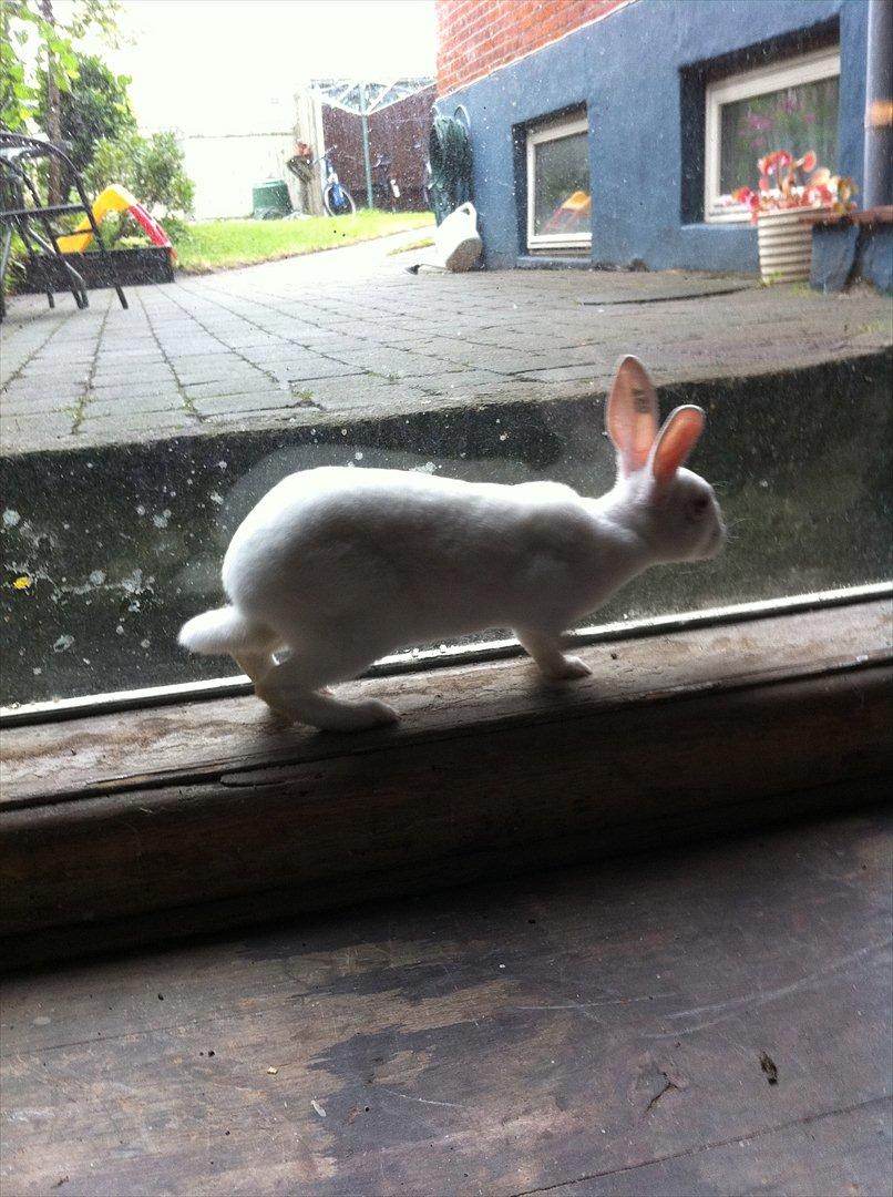 Kanin Mommios Classiá billede 14