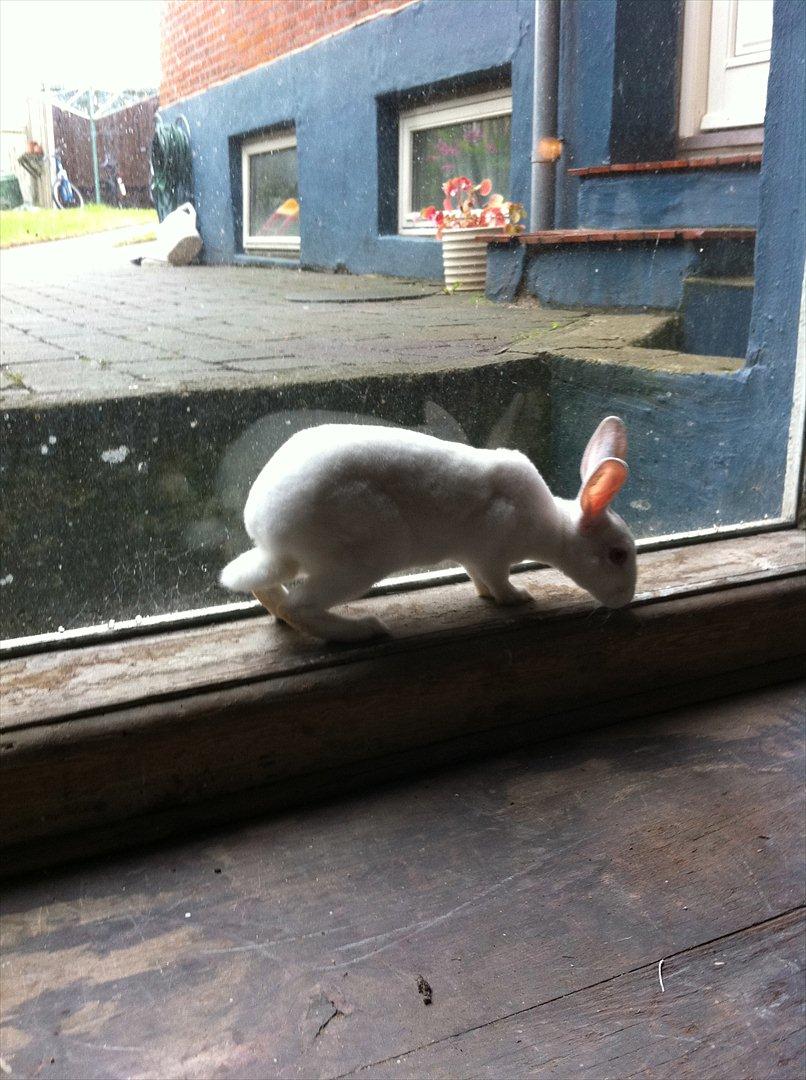 Kanin Mommios Classiá billede 15