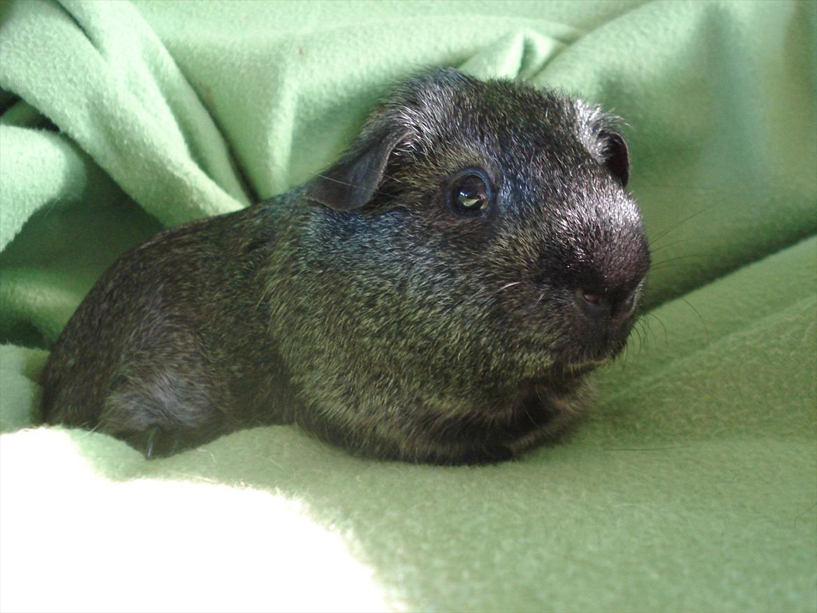 Marsvin "Bassemand" billede 1