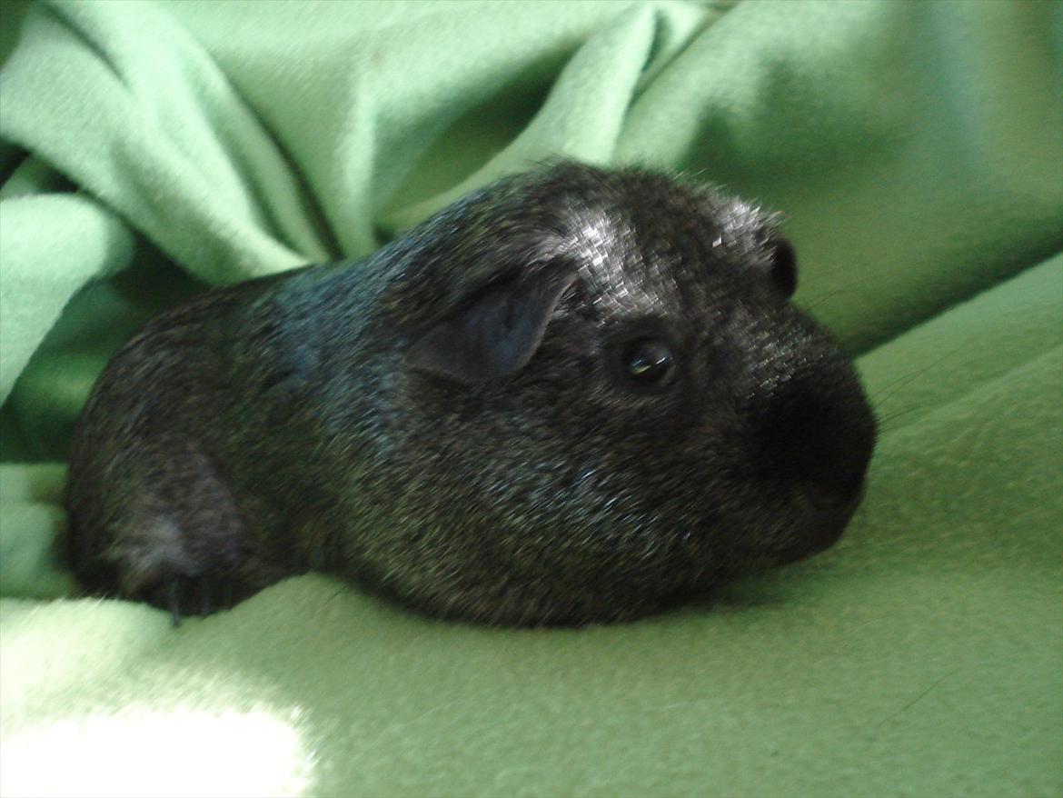 Marsvin "Bassemand" billede 2