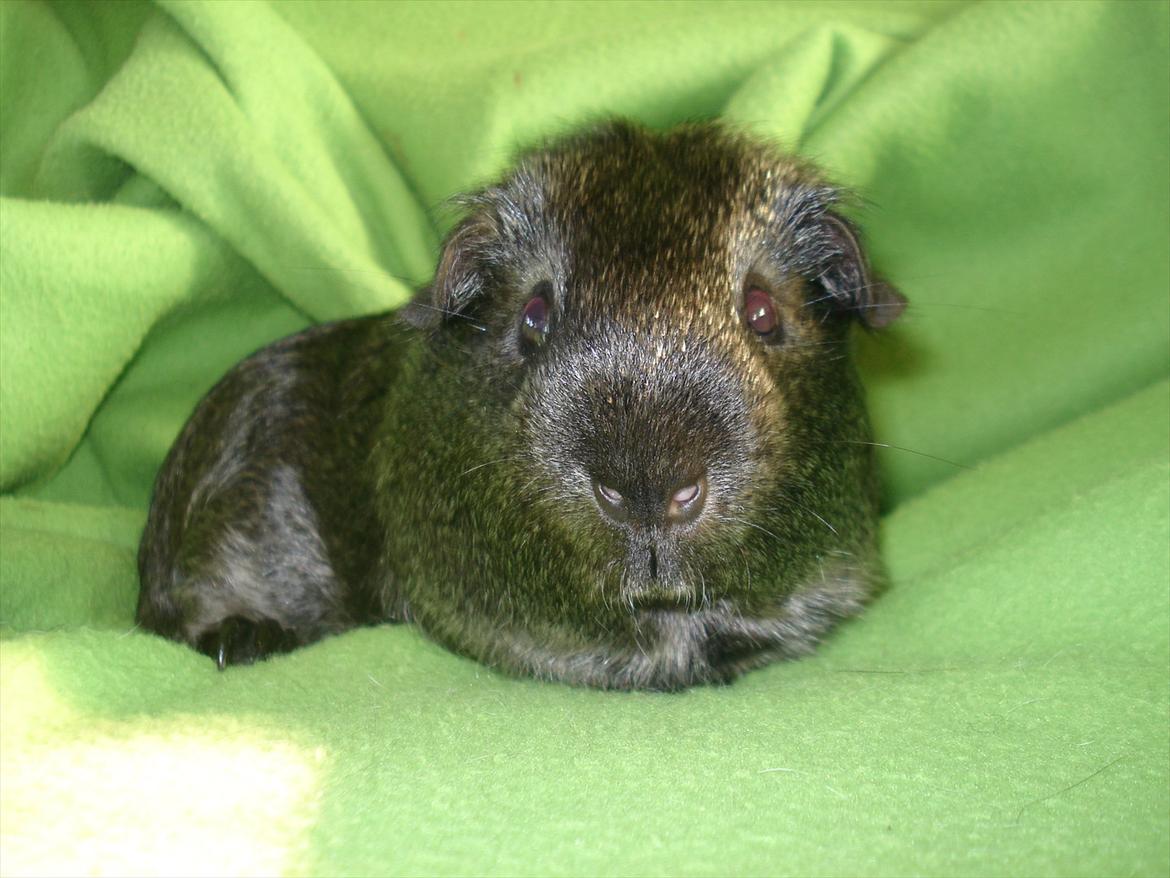 Marsvin "Bassemand" billede 3