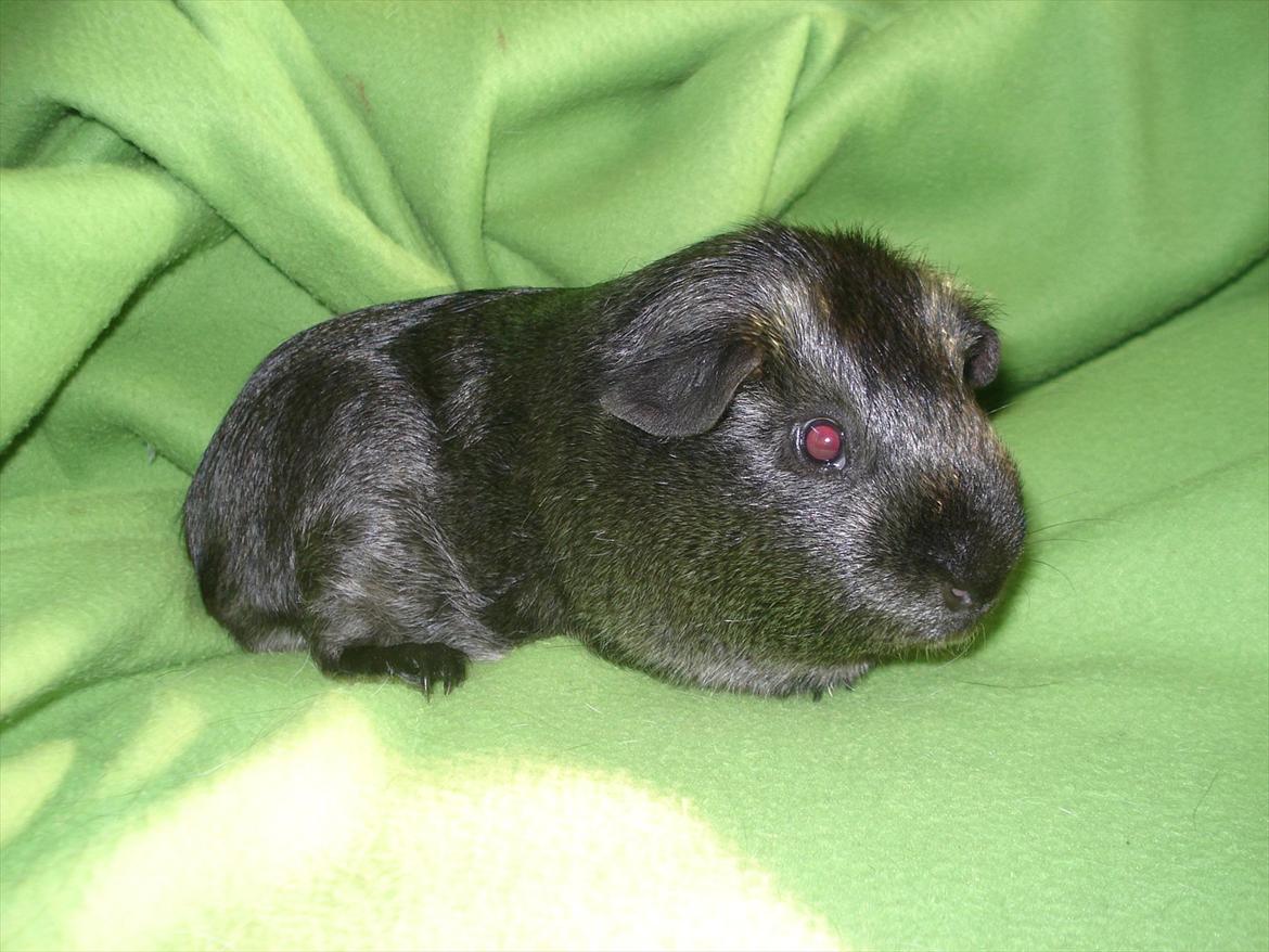 Marsvin "Bassemand" billede 4