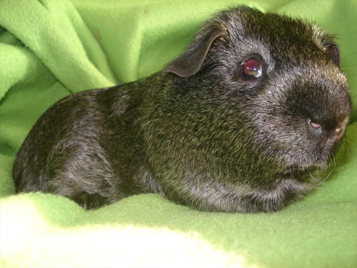 Marsvin "Bassemand" billede 5