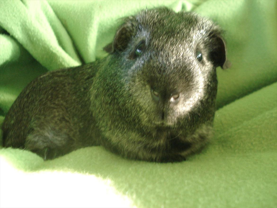 Marsvin "Bassemand" billede 6