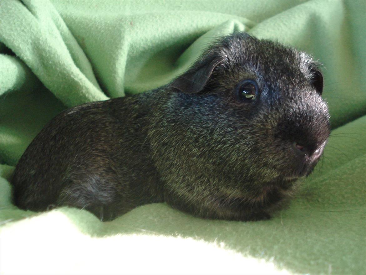 Marsvin "Bassemand" billede 7