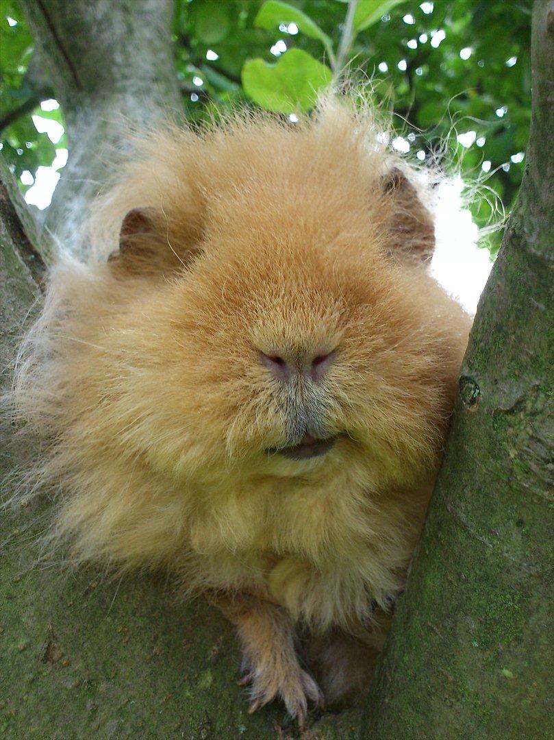 Marsvin Mynte <3 billede 15