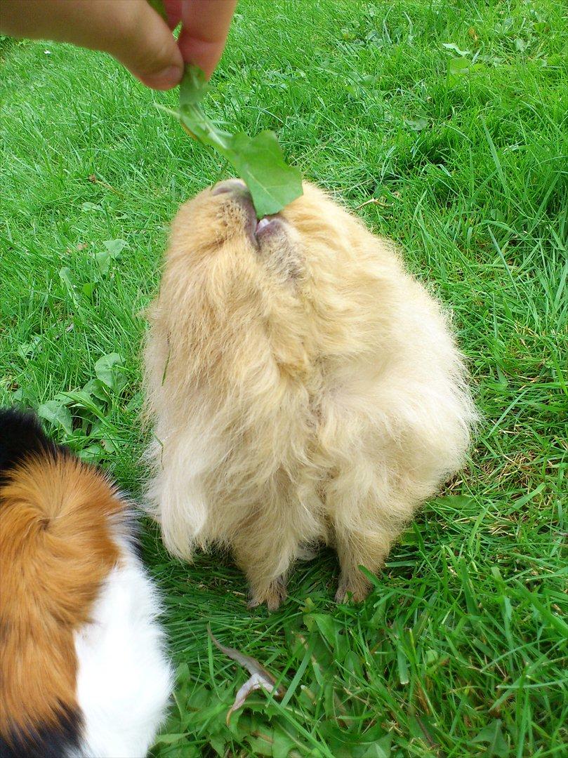 Marsvin Mynte <3 billede 16