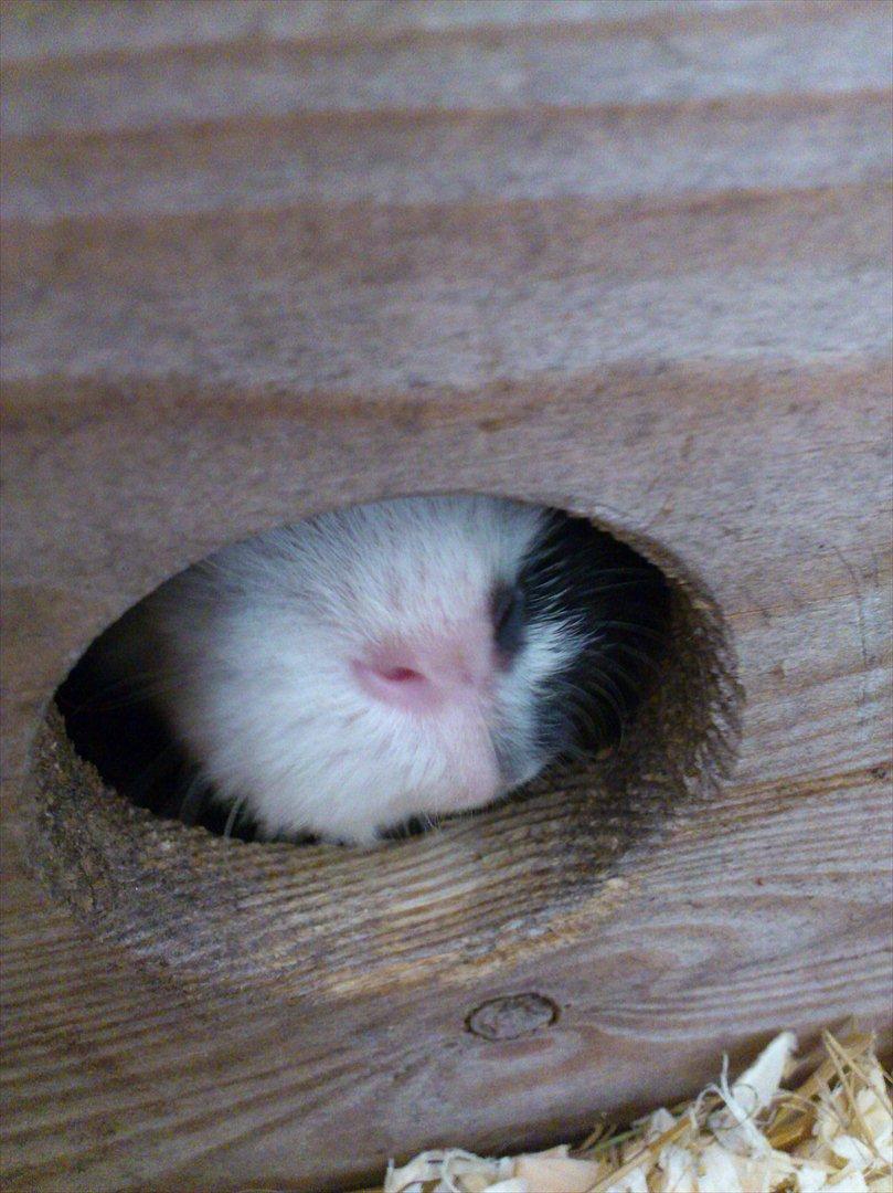 Marsvin Betty R.I.P :* billede 11