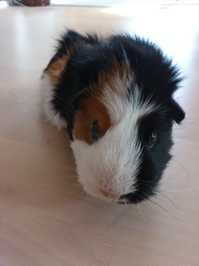 Marsvin Betty R.I.P :* billede 12