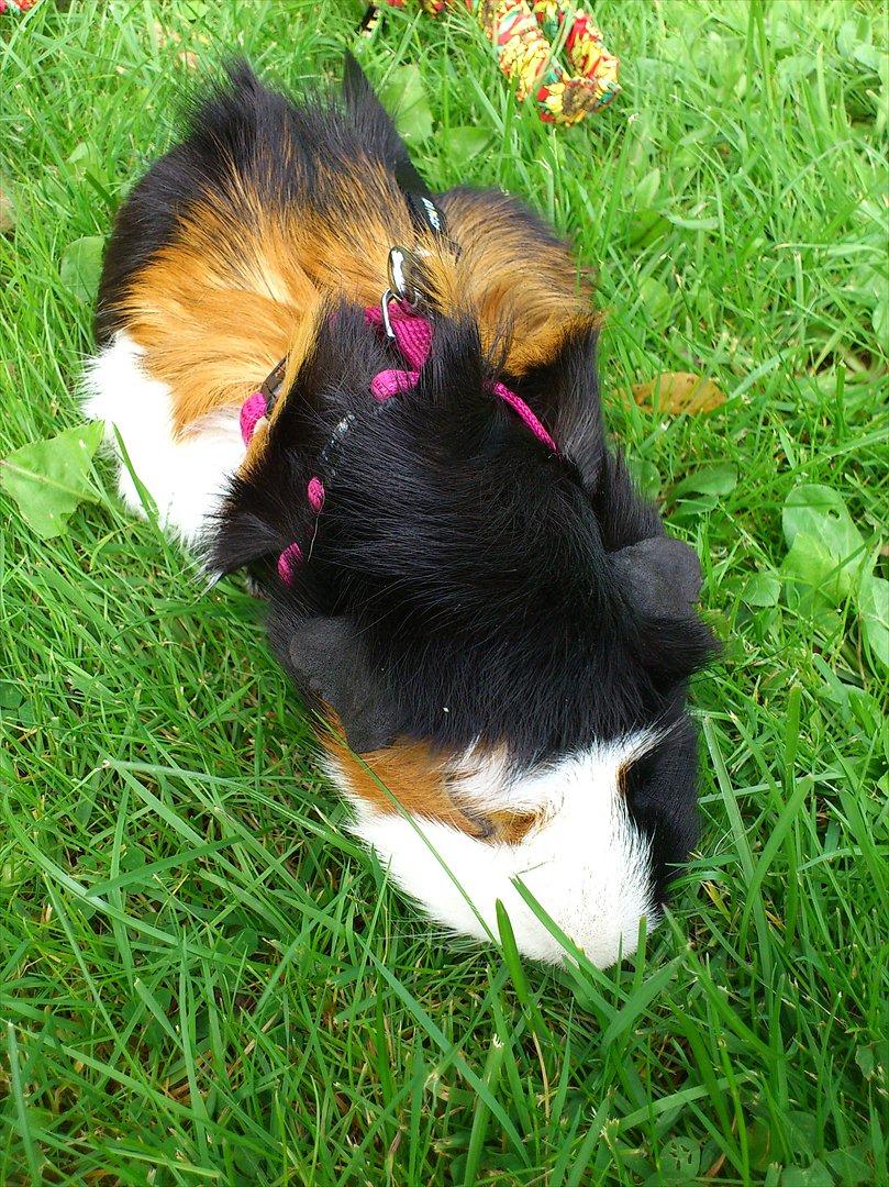 Marsvin Betty R.I.P :* billede 13