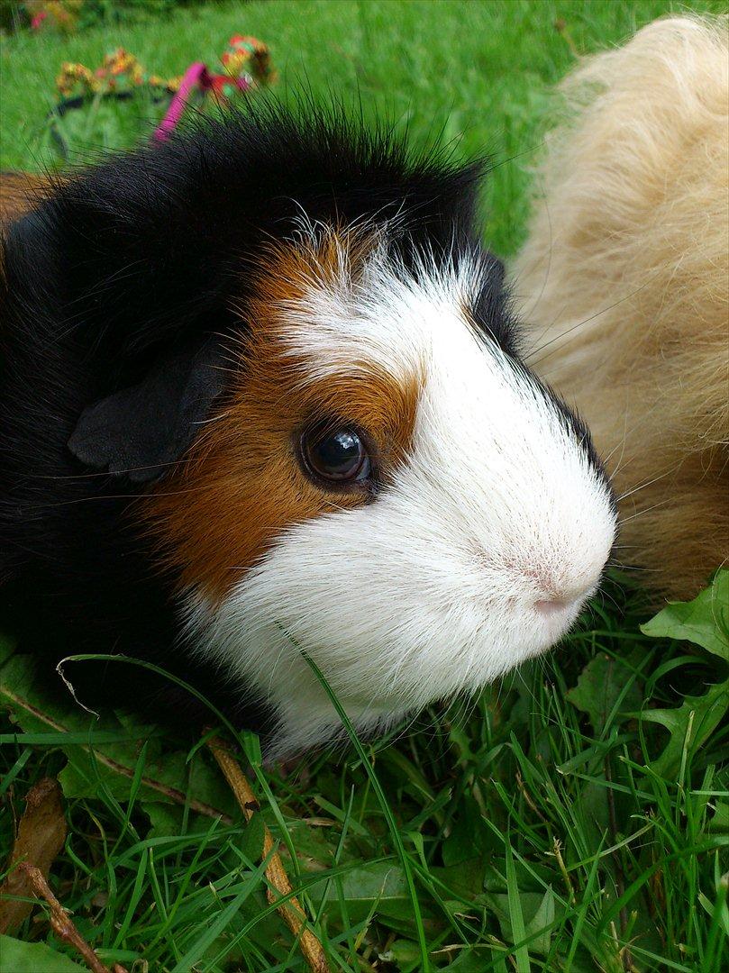 Marsvin Betty R.I.P :* billede 14