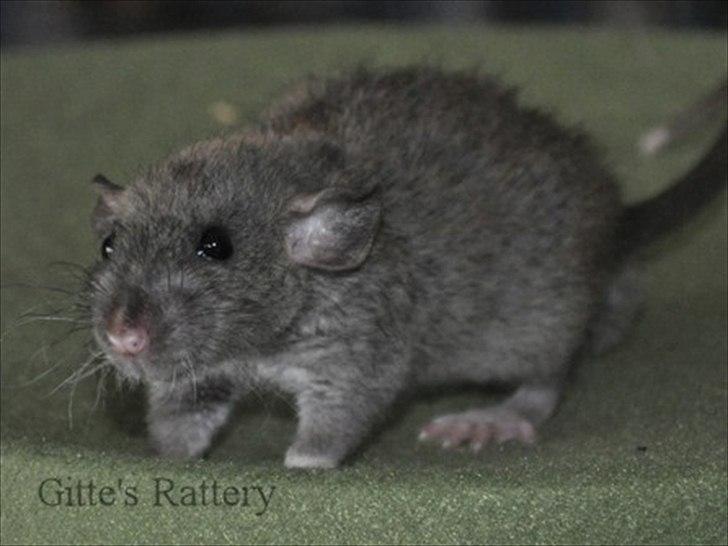 Tamrotte Cooper RIP - 27/10-11. billede 15