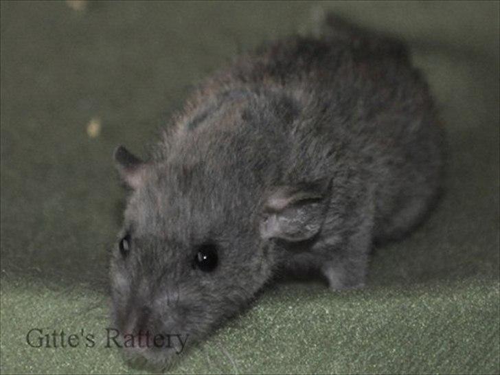 Tamrotte Cooper RIP - 27/10-11. billede 16