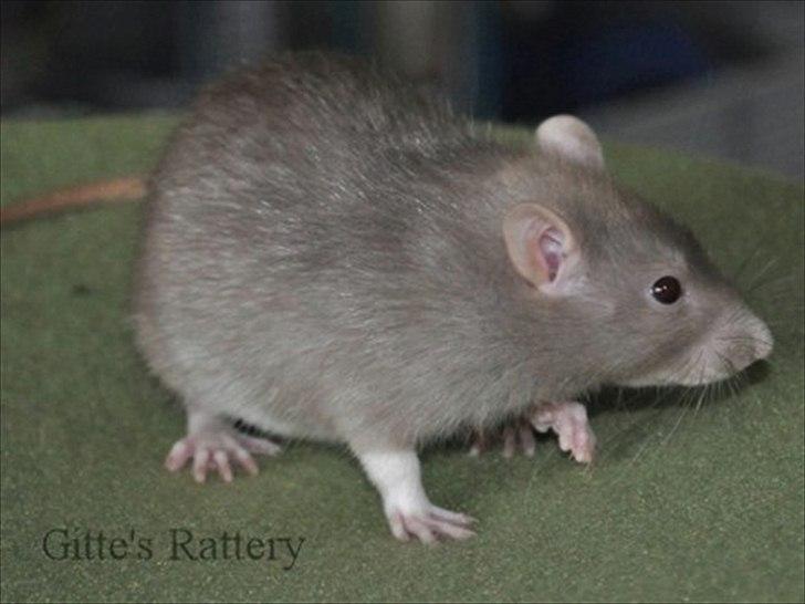 Tamrotte Trampe Trold RIP - 27/10-11. billede 12