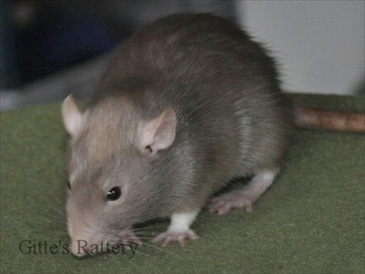 Tamrotte Trampe Trold RIP - 27/10-11. billede 13