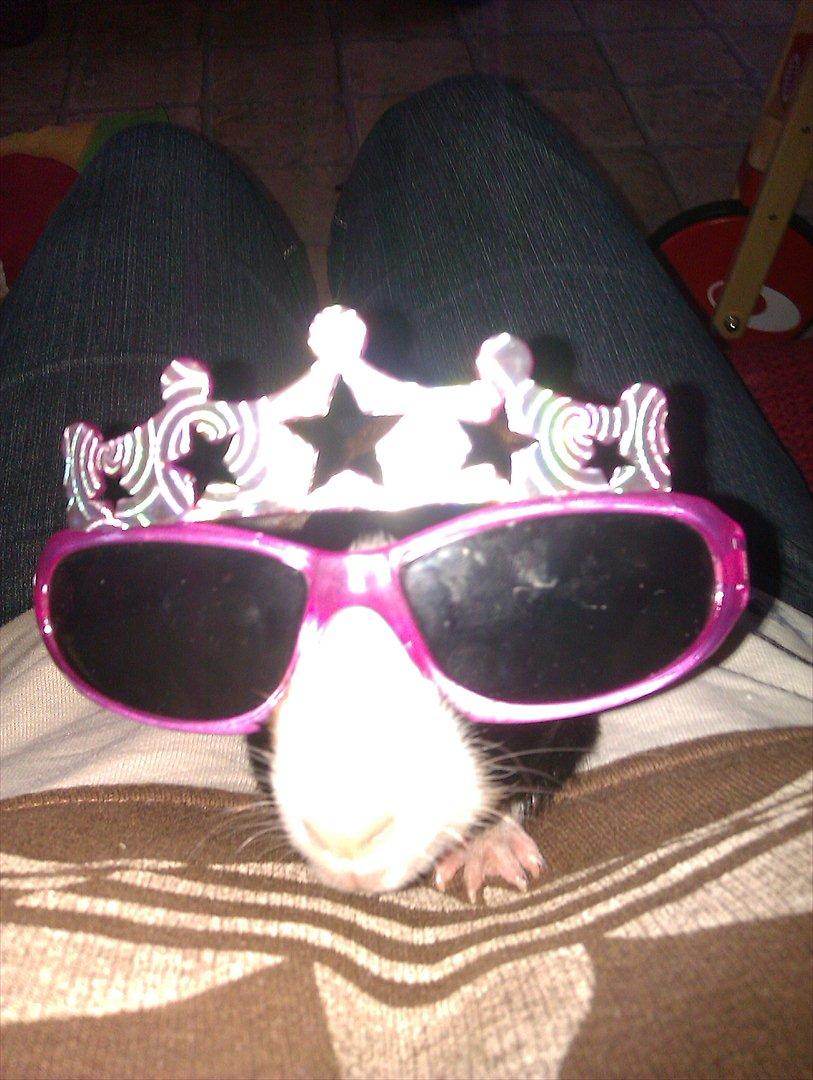 Marsvin Holger billede 1