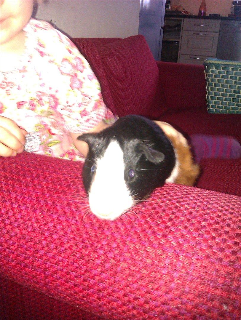 Marsvin Holger billede 3