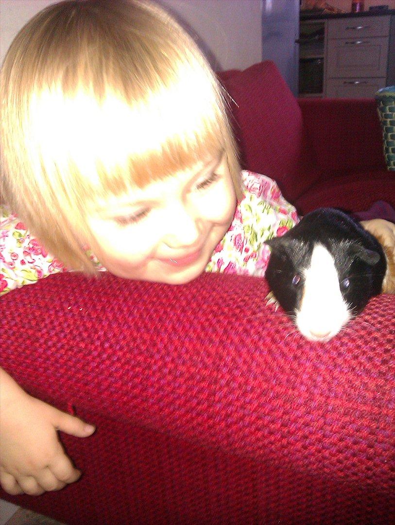 Marsvin Holger billede 4