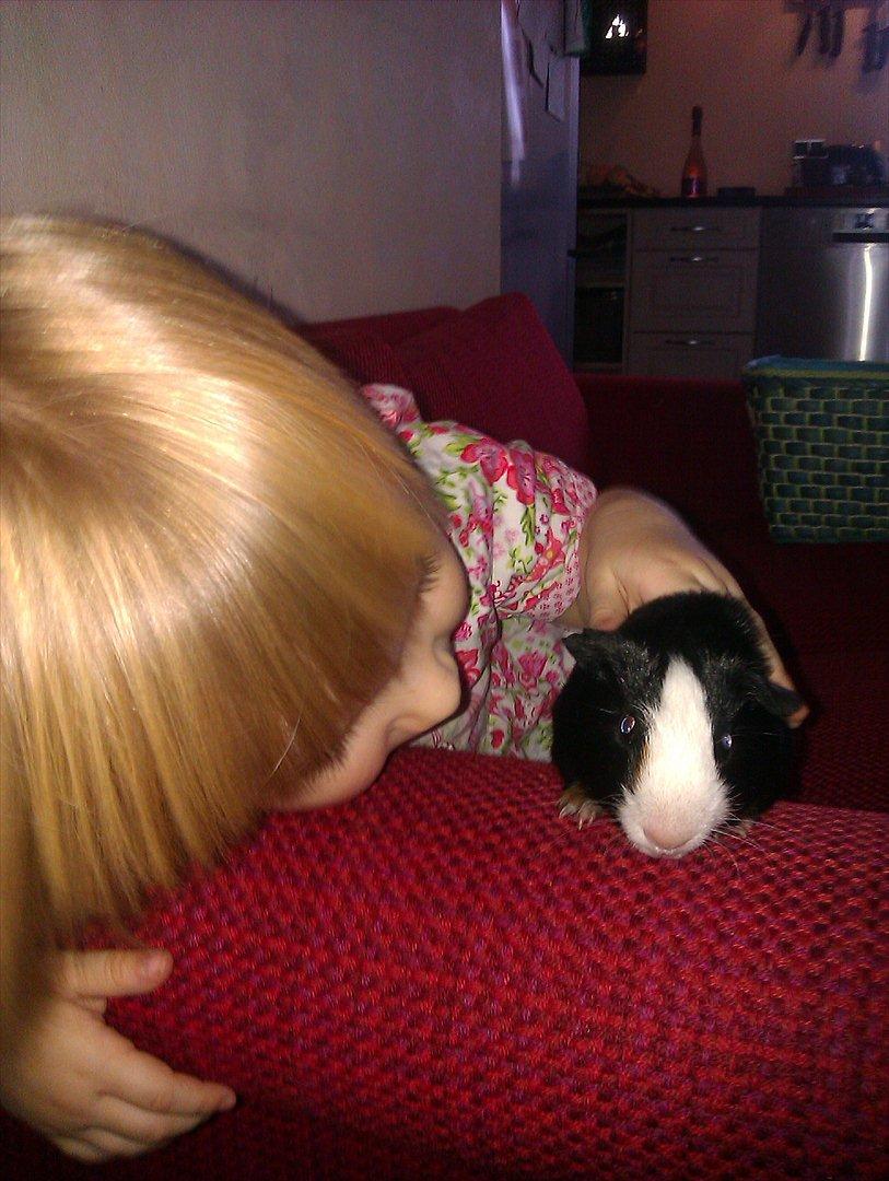 Marsvin Holger billede 5