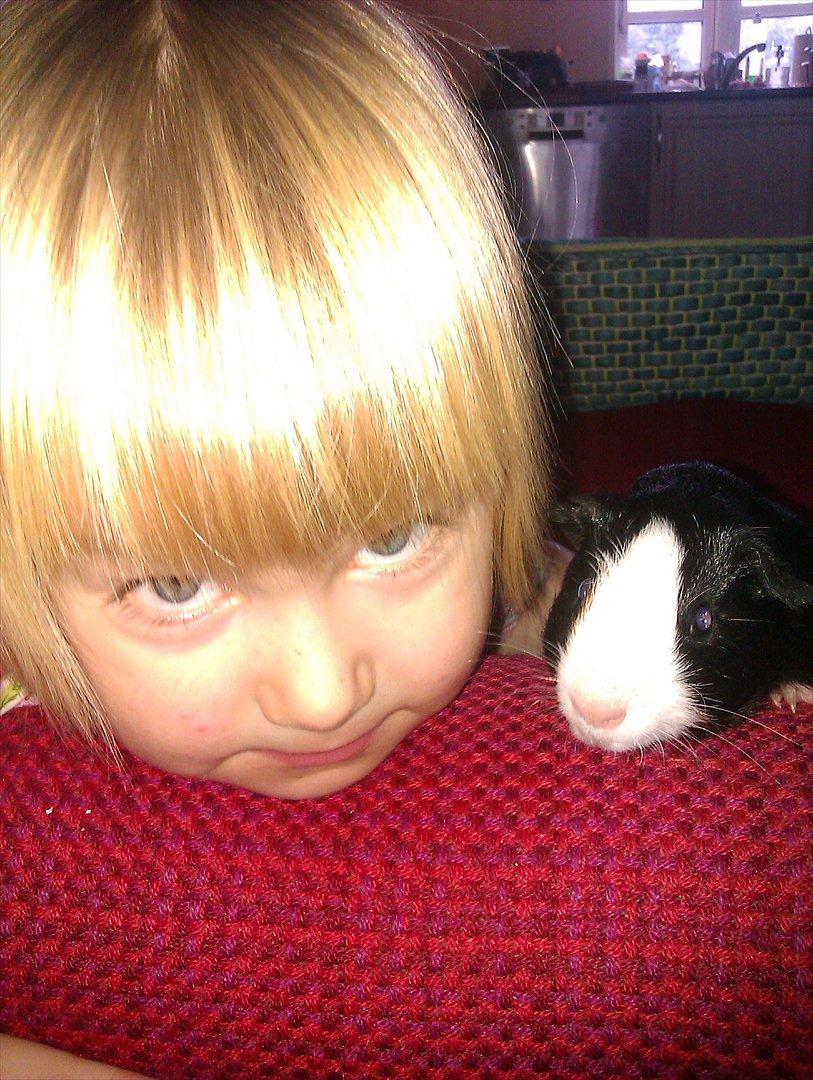 Marsvin Holger billede 6