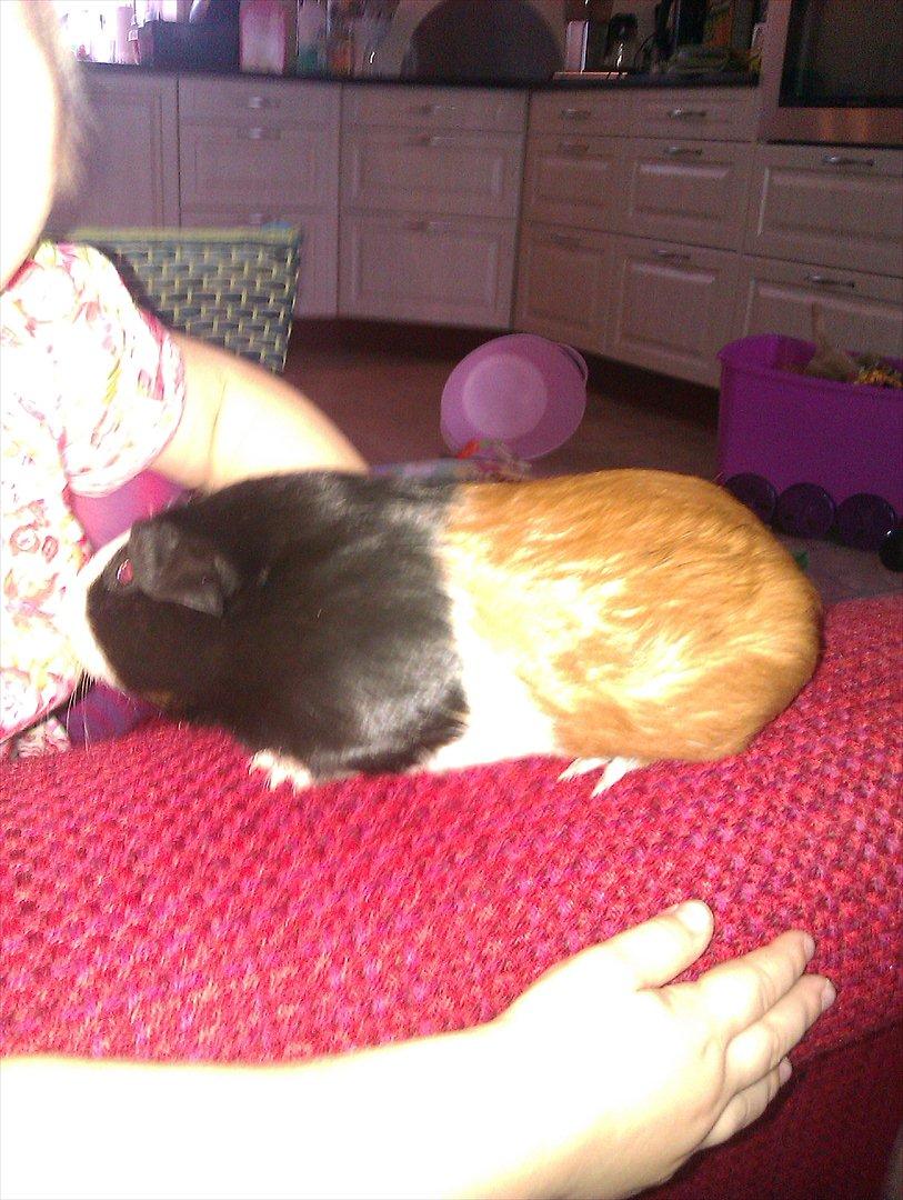 Marsvin Holger billede 7