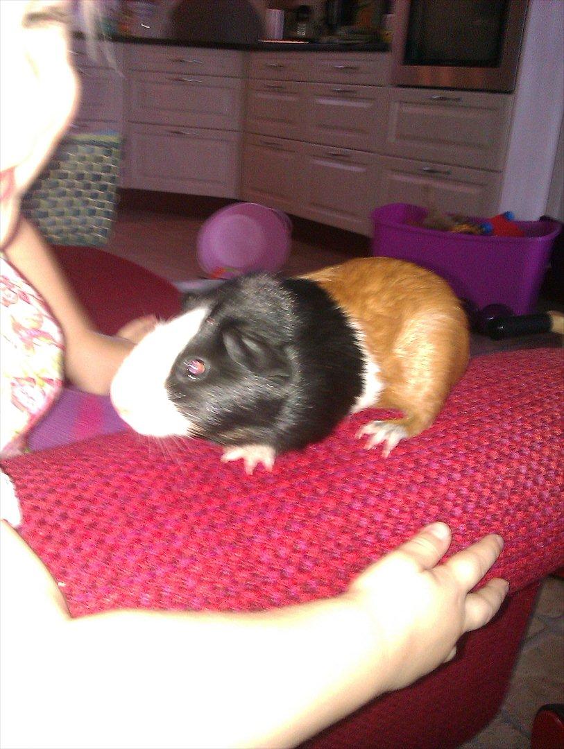 Marsvin Holger billede 8