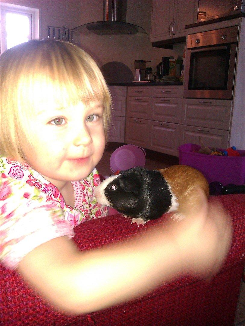 Marsvin Holger billede 9