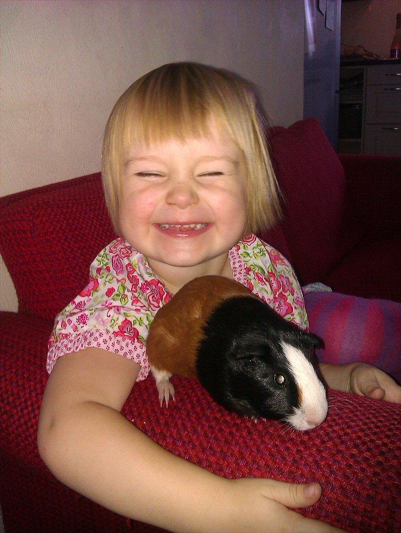 Marsvin Holger billede 10