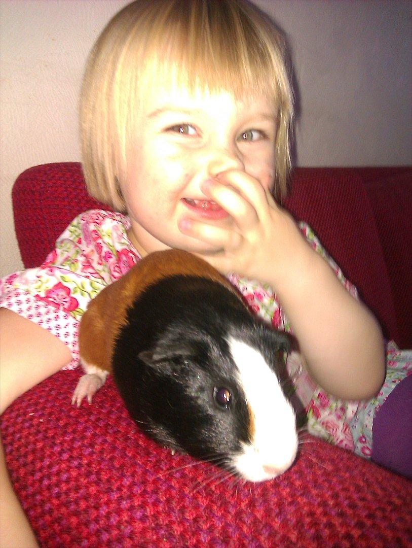 Marsvin Holger billede 11