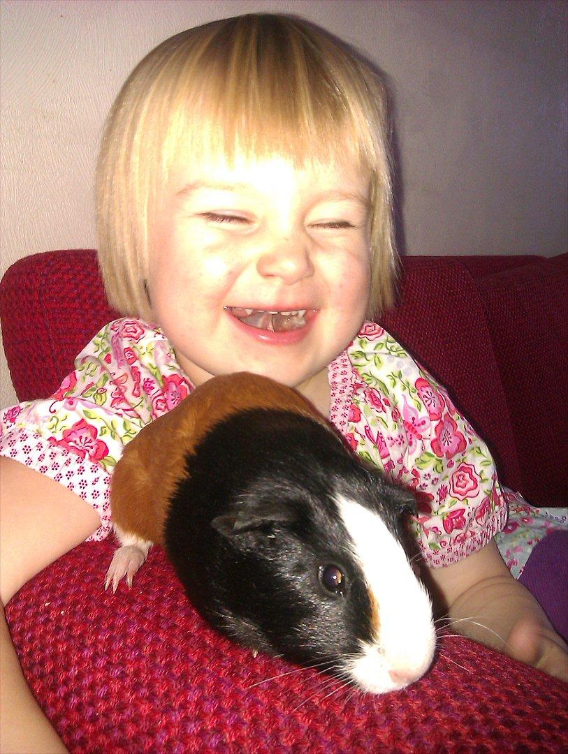 Marsvin Holger billede 12