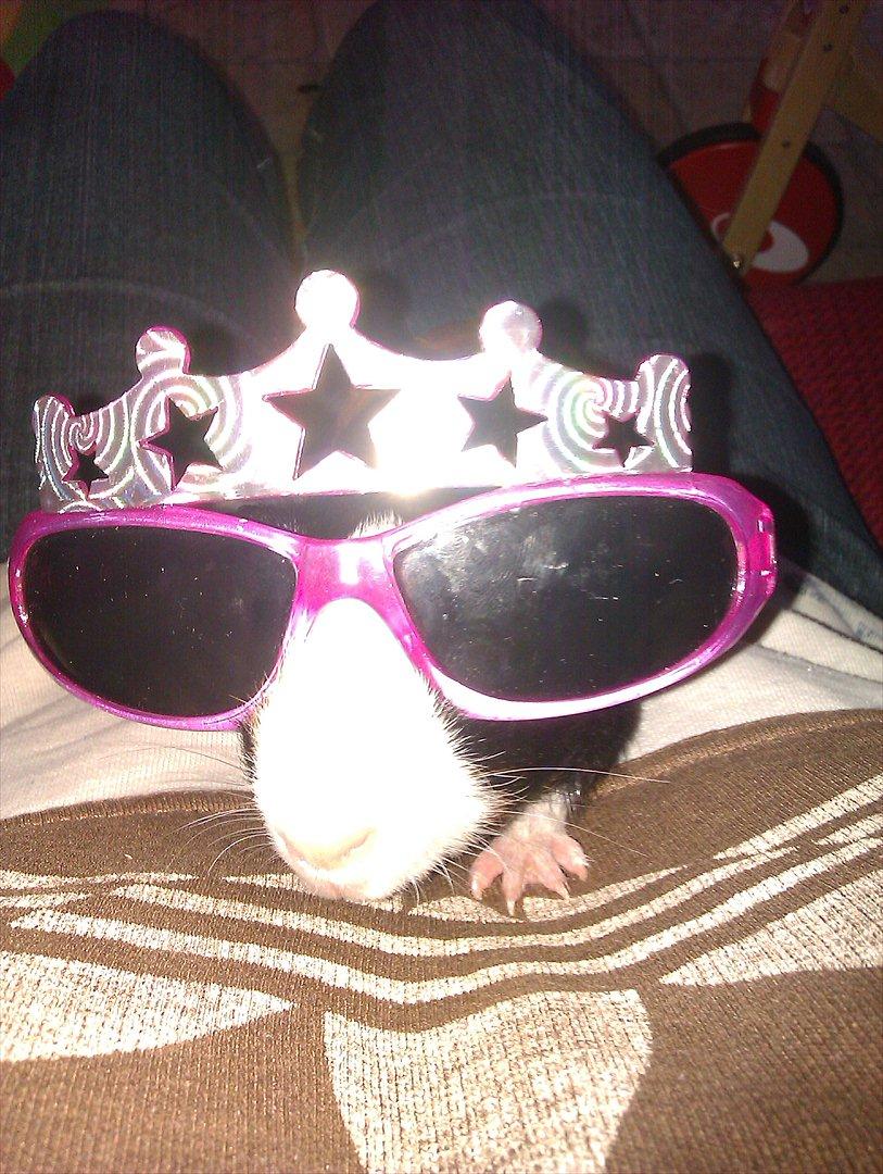 Marsvin Holger billede 13